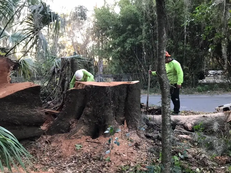 Two Workers Cutting A Large Tree Stump.