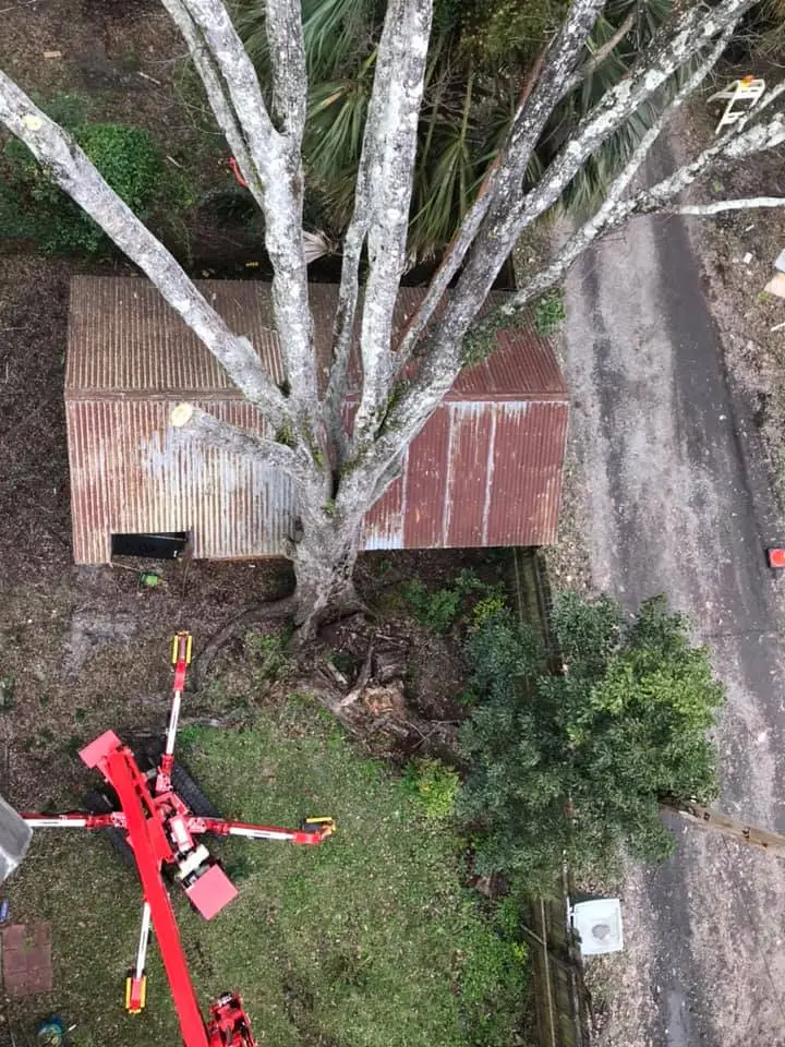 Hazard Tree Assessment In Savannah Ga | Certified Arborists | Longwater Tree Service 6 A Red Tractor Parked Near A Large Tree And A Rusty Shed.