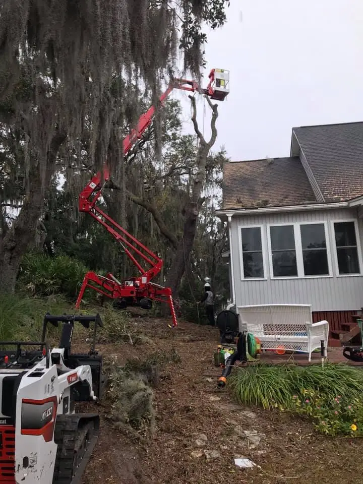 Hazard Tree Assessment In Savannah Ga | Certified Arborists | Longwater Tree Service 3 A Worker Trims Tall Trees Using A Cherry Picker Near A House.