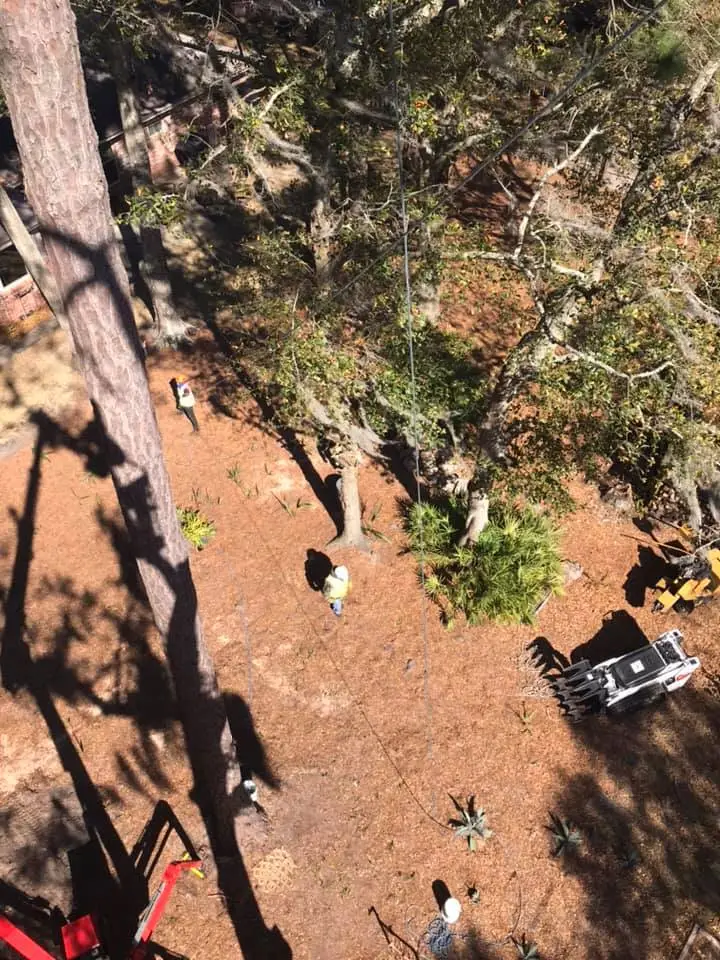 Hazard Tree Assessment In Savannah Ga | Certified Arborists | Longwater Tree Service 1 A Dog Lying On A Forest Floor Surrounded By Trees And Shadows.