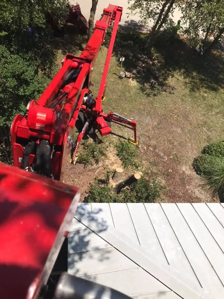 Hazard Tree Assessment In Savannah Ga | Certified Arborists | Longwater Tree Service 18 A Red Crane Lifts A Large Animal Carcass Outdoors.