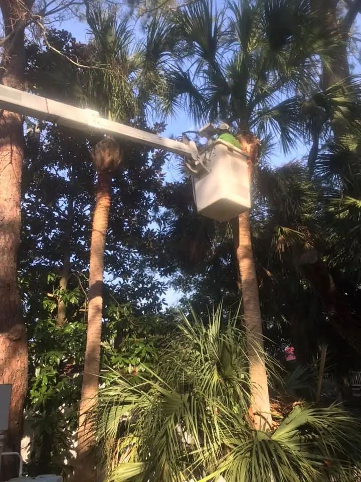 Hazard Tree Assessment In Savannah Ga | Certified Arborists | Longwater Tree Service 2 Worker In A Bucket Lift Trimming Palm Trees On A Sunny Day.
