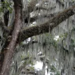 Tree Branches With Hanging Spanish Moss.