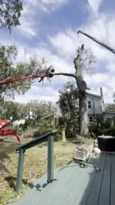 Tree Trimming With Cranes Near A House.
