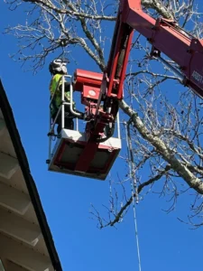Worker In Lift Trimming Tree Branches.